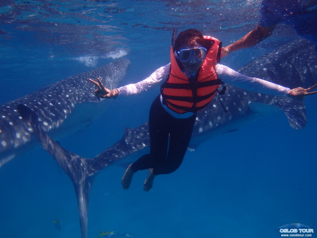 Cebu Oslob Whale shark watching Day tour – 19 Aug 2014