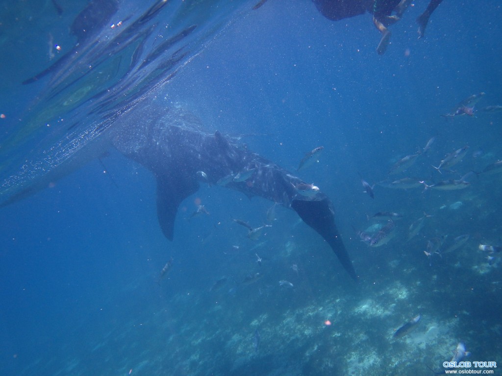 Cebu Oslob Whale shark watching Day tour – 19 Aug 2014