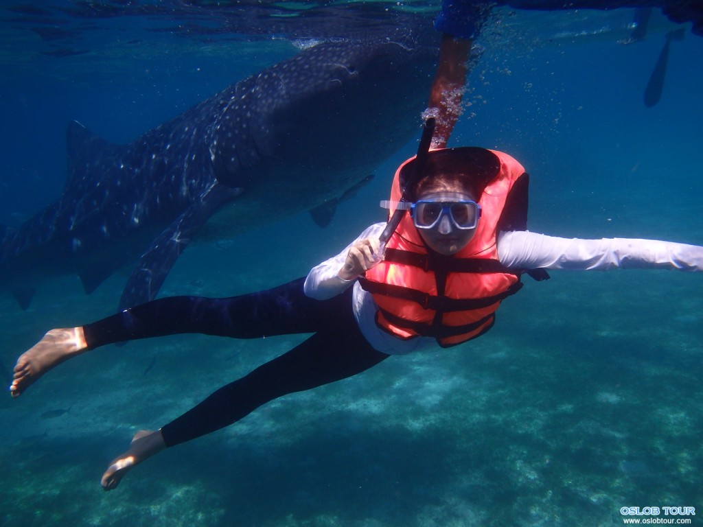 Cebu Oslob Whale shark watching Day tour – 19 Aug 2014