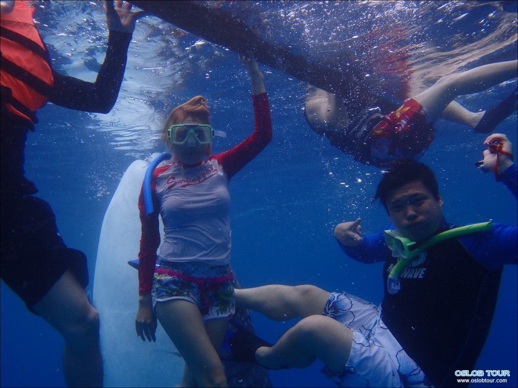 Cebu Oslob Whale shark watching Day tour – 26 Aug 2014