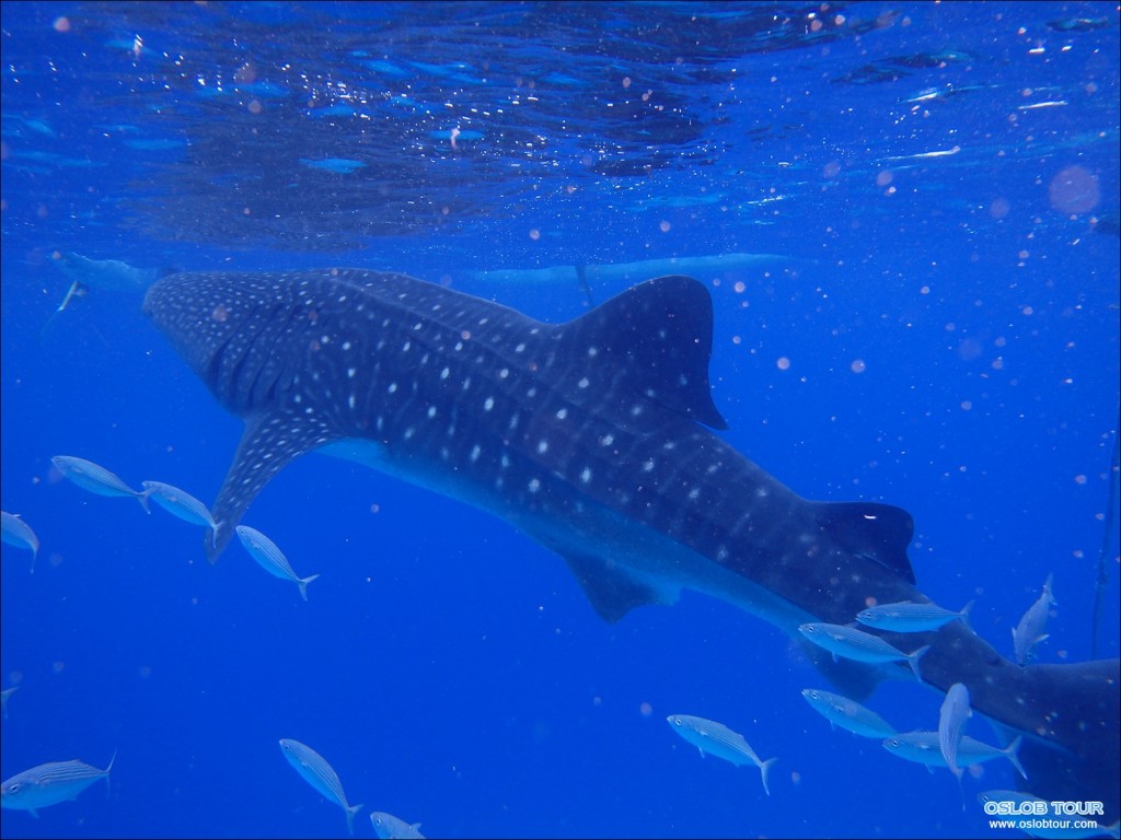 Cebu Oslob Whale shark watching Day tour – 28 Aug 2014