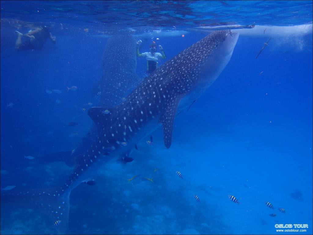 Cebu Oslob Whale shark watching Day tour – 28 Aug 2014