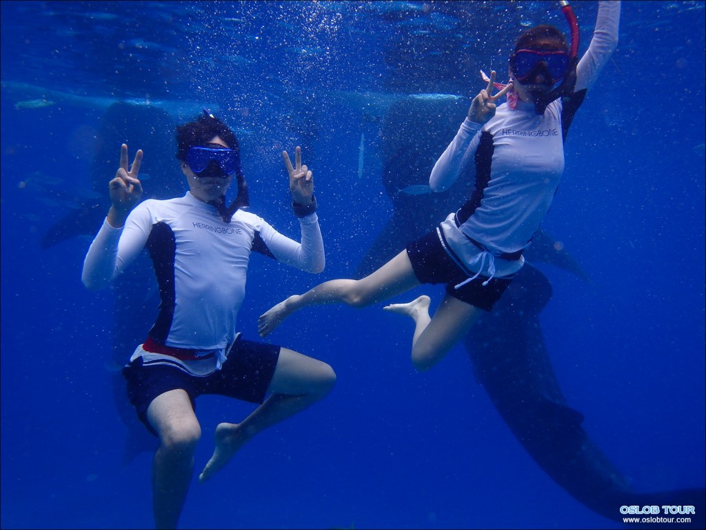 Cebu Oslob Whale shark watching Day tour – 28 Aug 2014