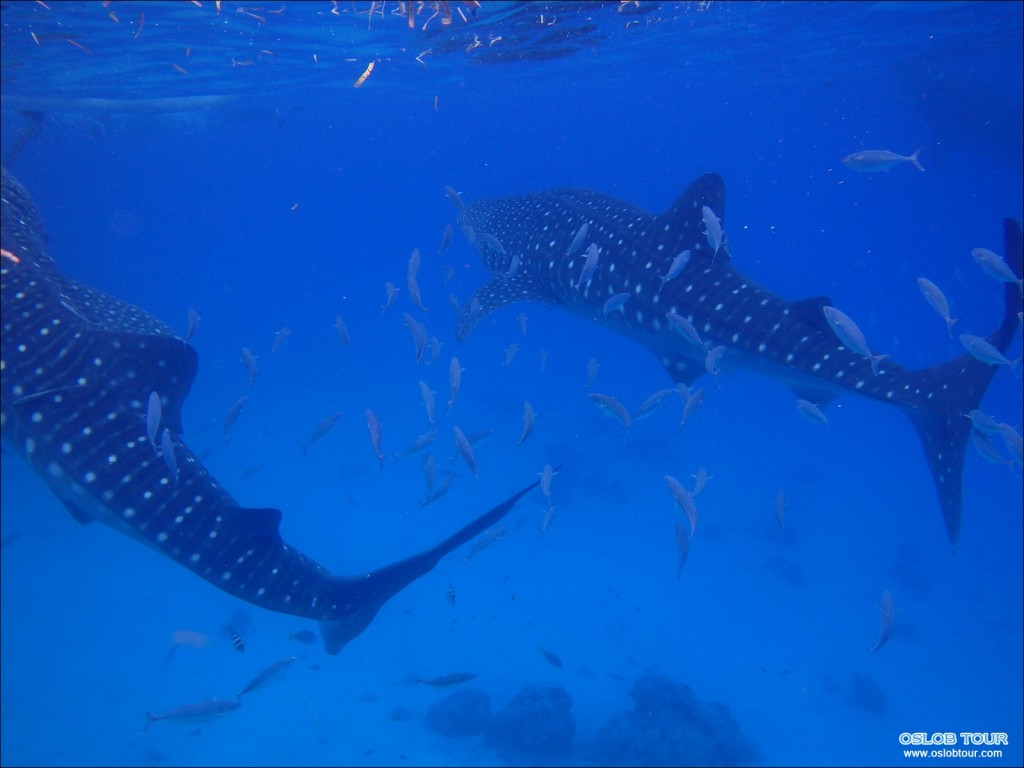 Cebu Oslob Whale shark watching Day tour – 28 Aug 2014