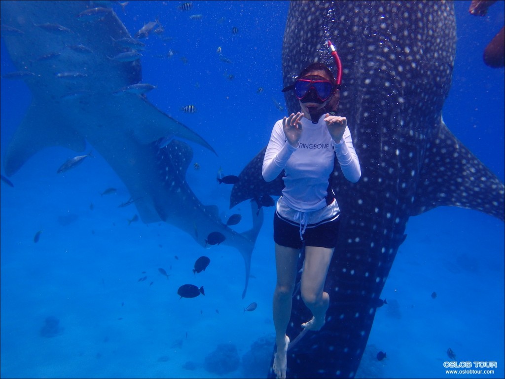 Cebu Oslob Whale shark watching Day tour – 28 Aug 2014