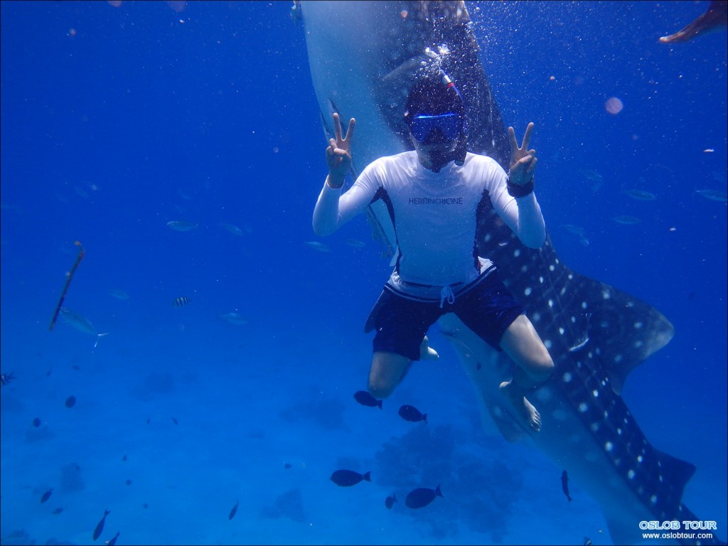 Cebu Oslob Whale shark watching Day tour – 28 Aug 2014