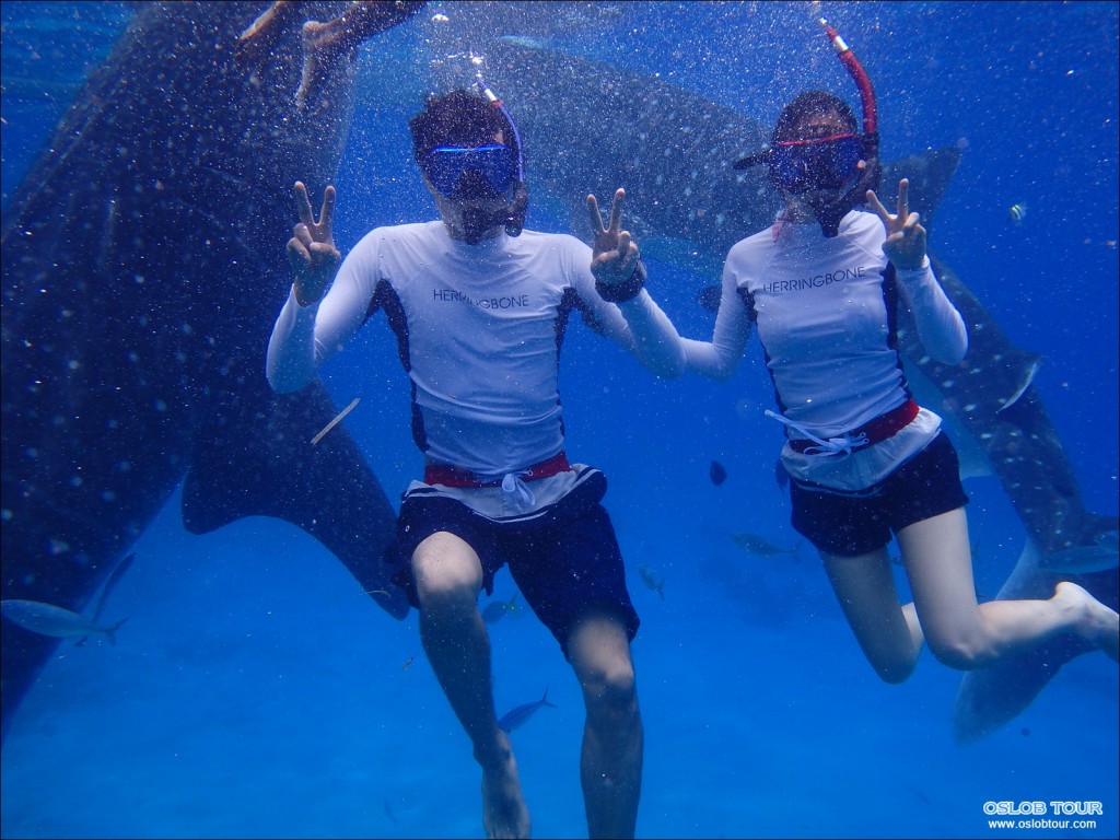 Cebu Oslob Whale shark watching Day tour – 28 Aug 2014