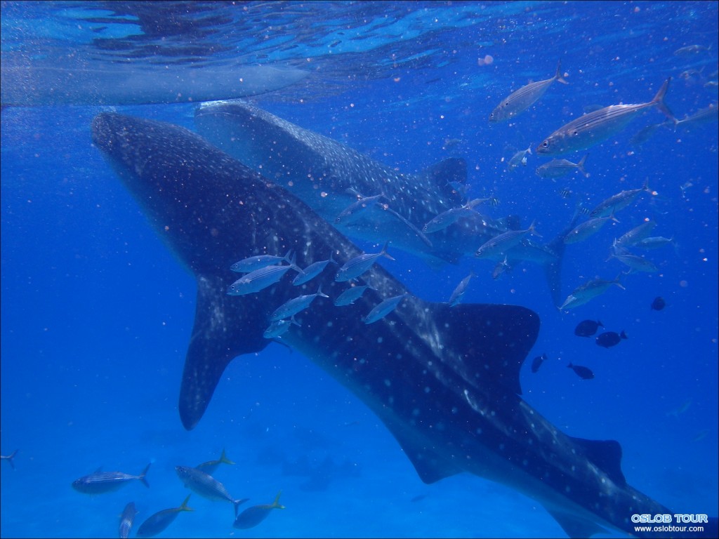 Cebu Oslob Whale shark watching Day tour – 28 Aug 2014