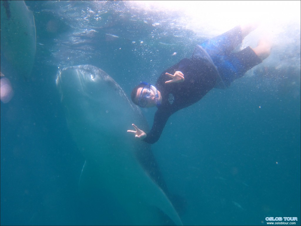 Cebu Oslob Whale shark watching Day tour – 6 Aug 2014
