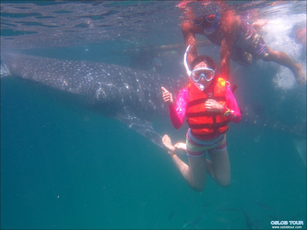 Cebu Oslob Whale shark watching Day tour – 6 Aug 2014