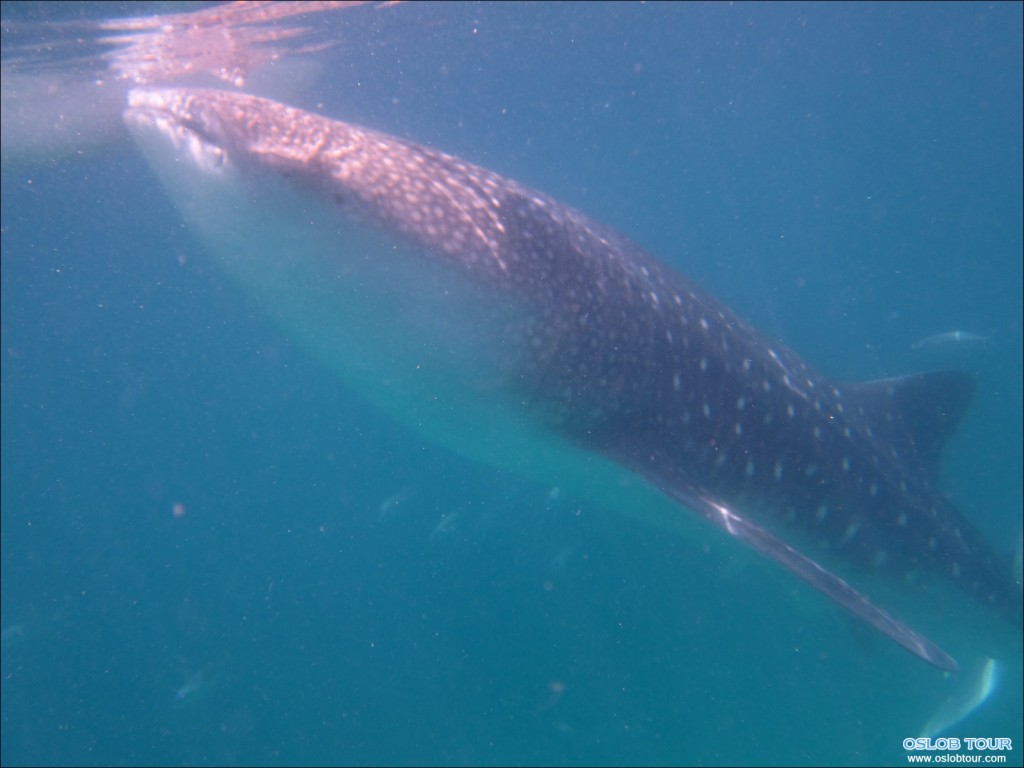 Cebu Oslob Whale shark watching Day tour – 6 Aug 2014