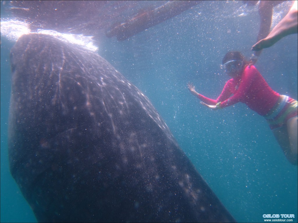 Cebu Oslob Whale shark watching Day tour – 6 Aug 2014