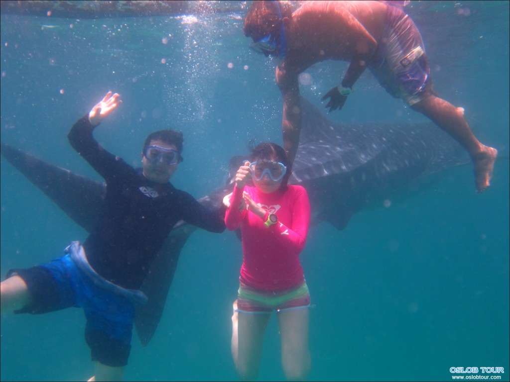Cebu Oslob Whale shark watching Day tour – 6 Aug 2014