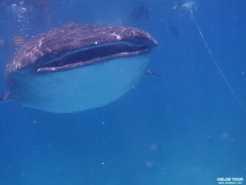 Cebu Oslob Whale shark watching Day tour – 9 Aug 2014