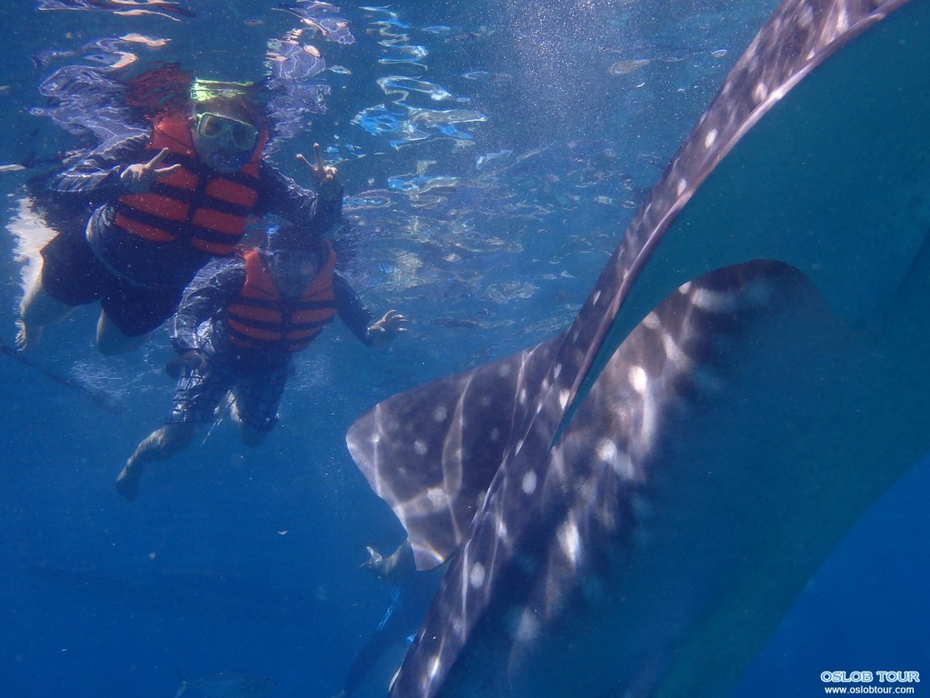 Cebu Oslob Whale shark watching Day tour – 9 Aug 2014