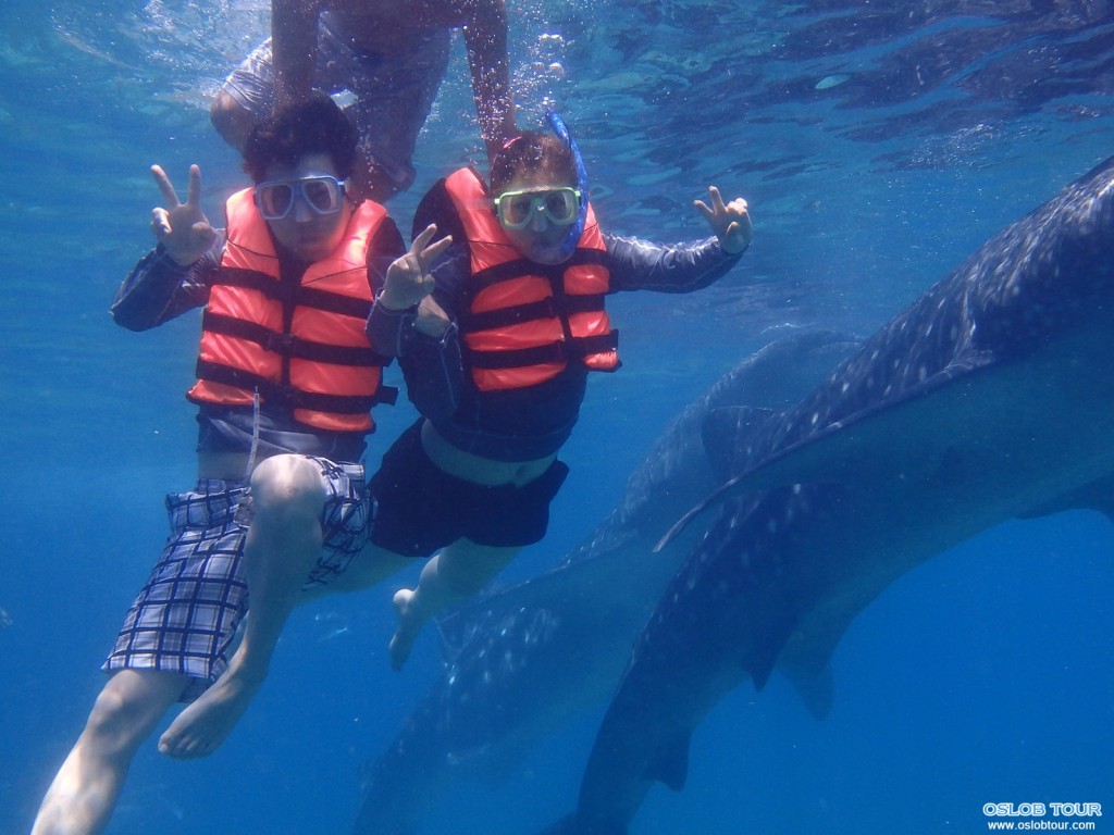 Cebu Oslob Whale shark watching Day tour – 9 Aug 2014