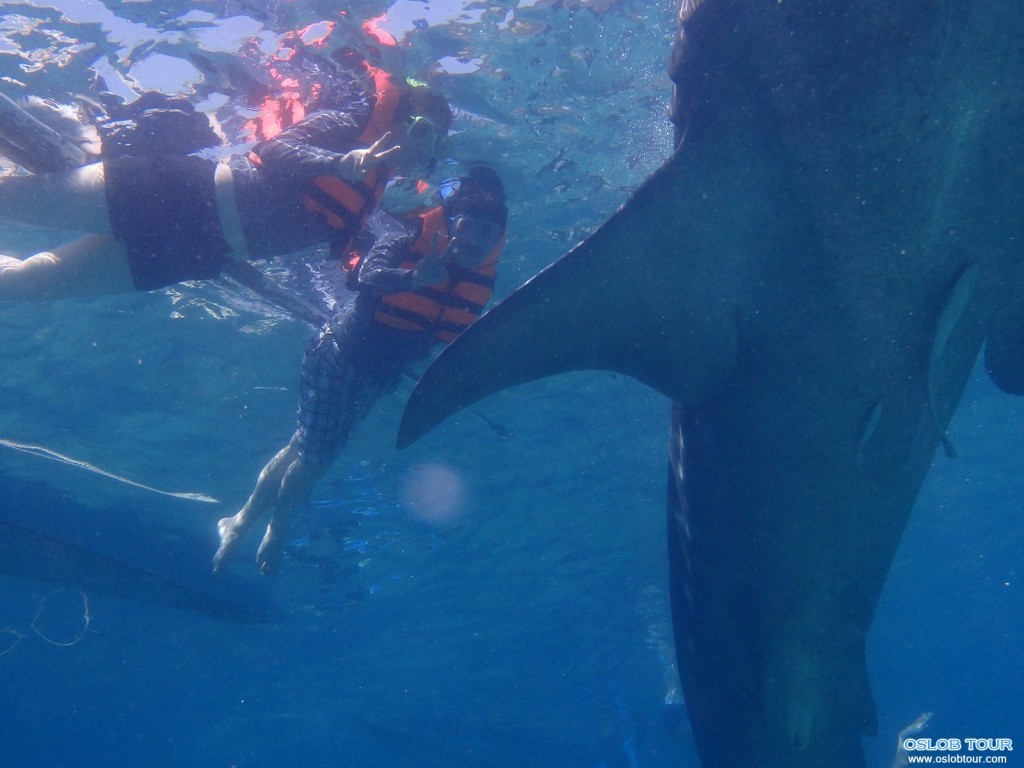Cebu Oslob Whale shark watching Day tour – 9 Aug 2014